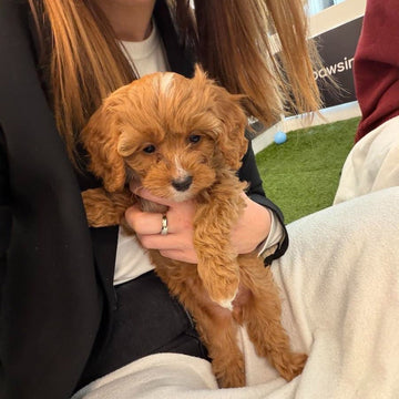 Puppy therapy & a Spring Styling shoot